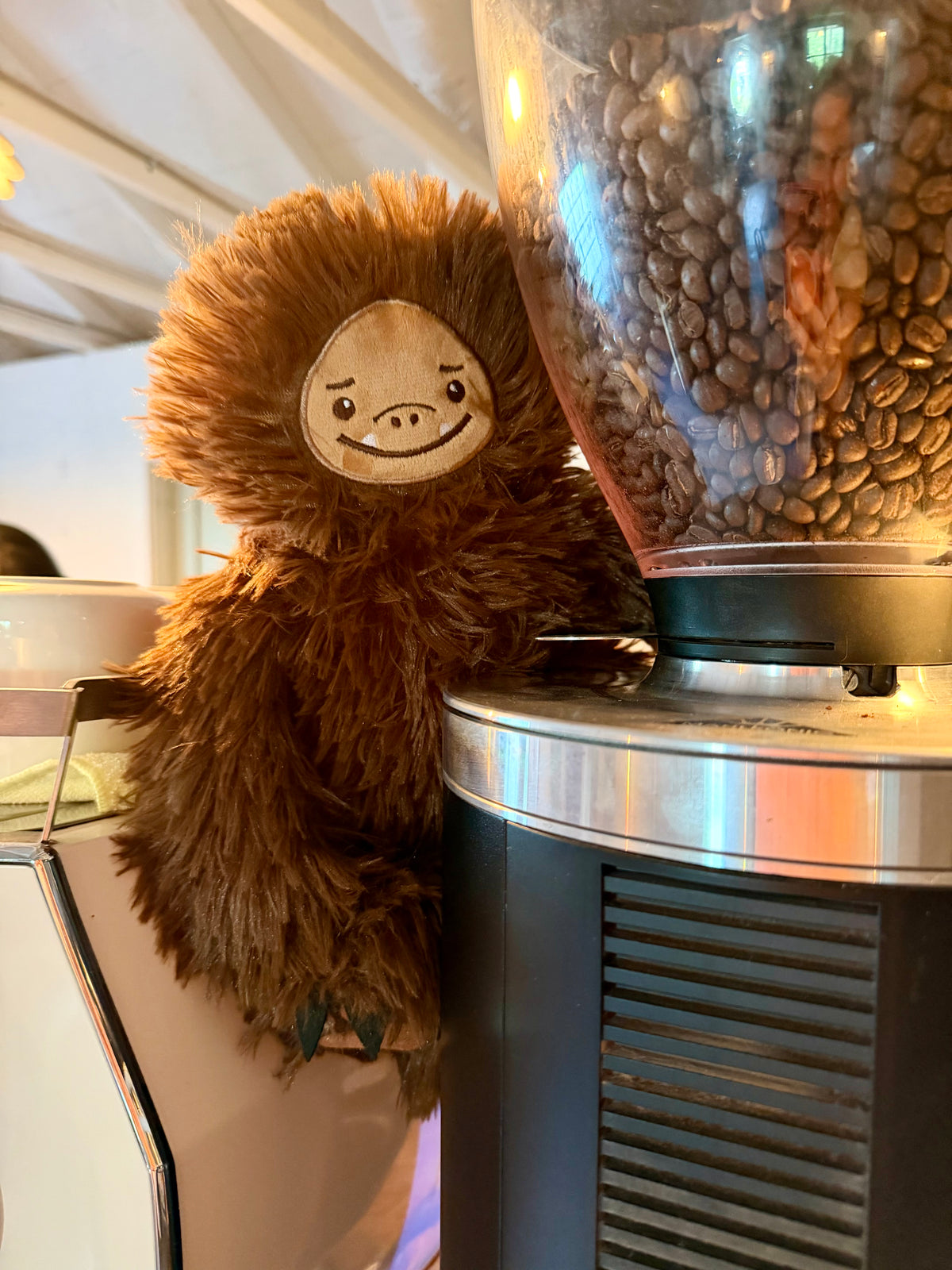 Coffee the Bigfoot
