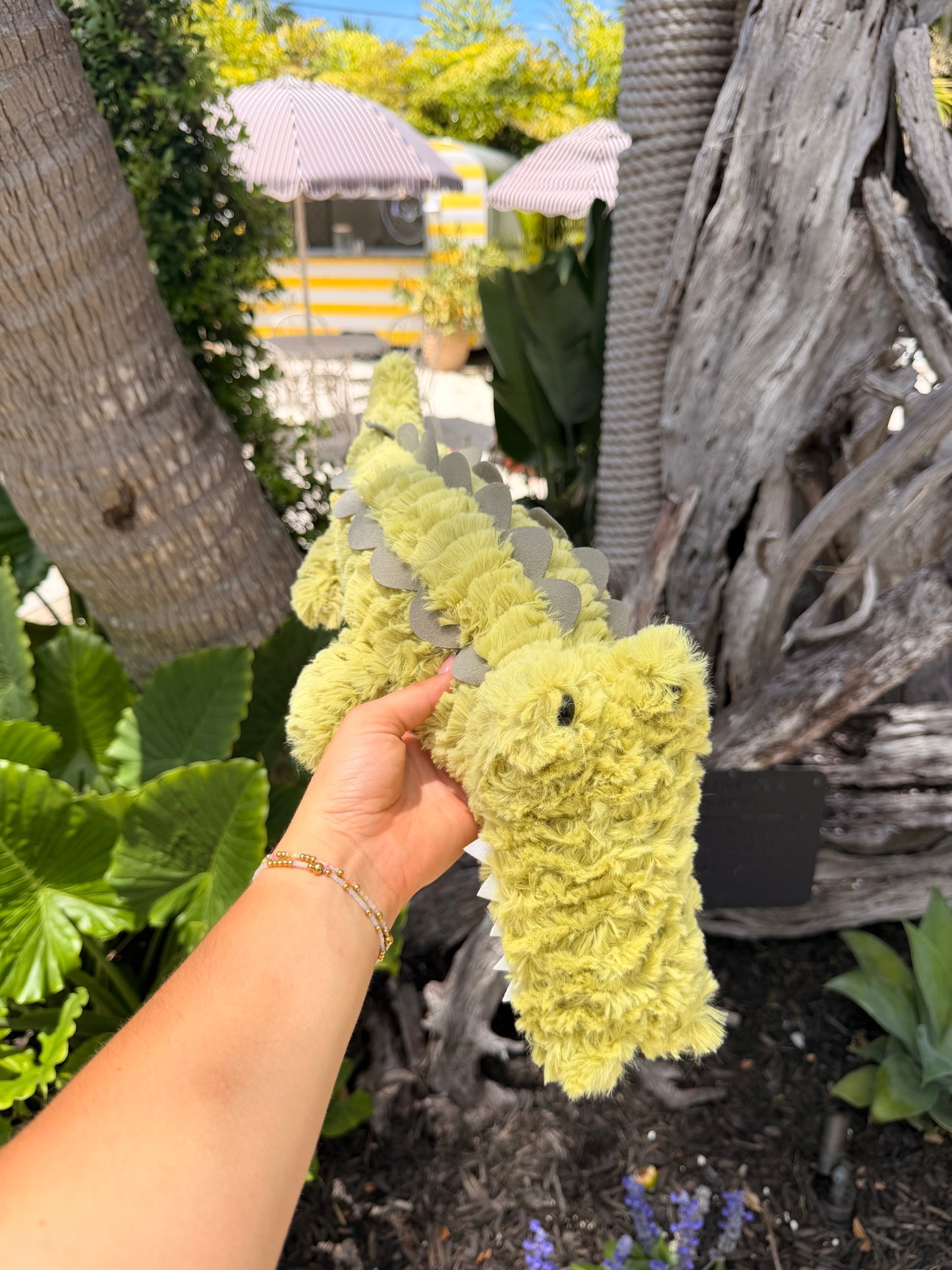 Kai the Alligator