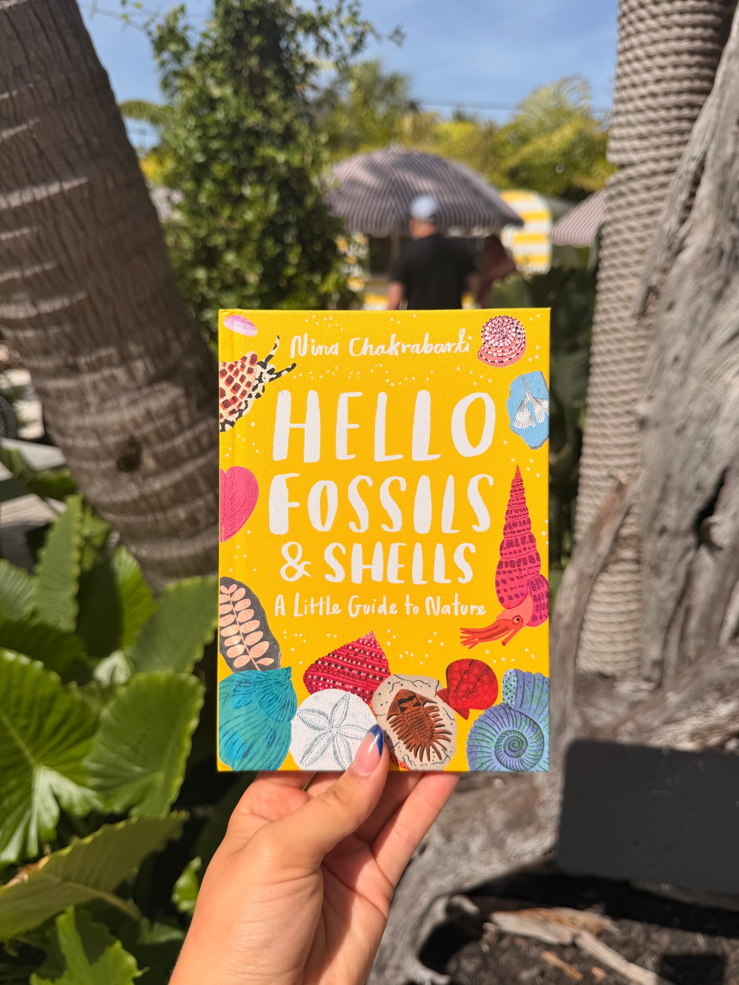 Hello Fossils and Shells: Little Guides to Nature